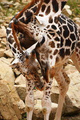 Giraffe family, baby and caring mother