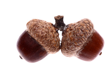 Acorn