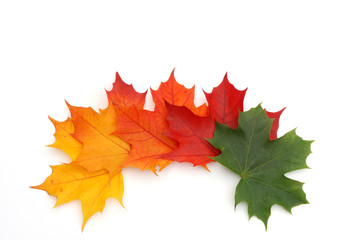 maple leaf background