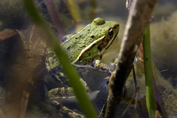 Grenouille verte dans les roseaux