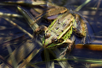 Grenouille verte