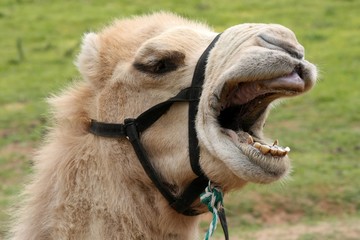 Camel with a very funny expression and open mouth