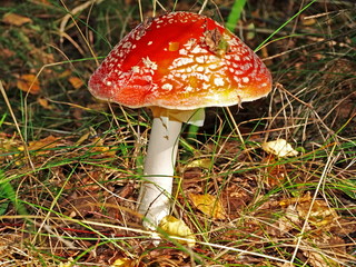 Grows in the coniferous and leafy forests. Poisonous.