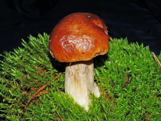 Grows in the coniferous and mixed forests. Edible.