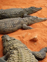 crocodile3