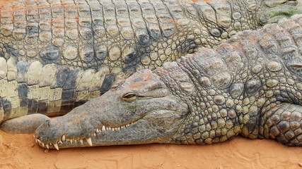 crocodile2