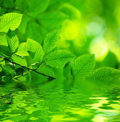 Plakat green leaves