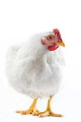 Afbeelding van een witte kip die staat en opzij kijkt