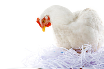 Photo of hen sitting in artificial nest over white background