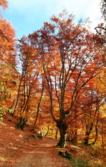 Fototapeta na wymiar Autumn scene