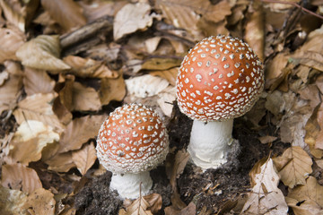 Amanita Muscaria mushroom
