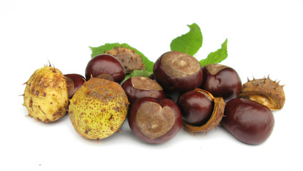 Conkers horse chestnuts with heart