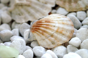 Muschelschale