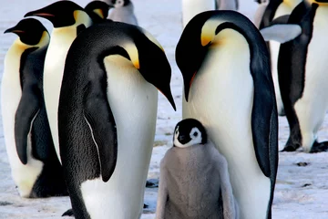 Selbstklebende Fototapete Pinguin Kaiserpinguine mit Küken