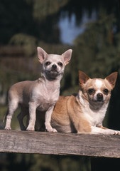 deux chihuahua perches sur une poutre