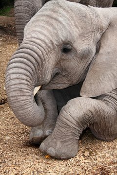 Fototapeta Tame African elephant lying on the ground