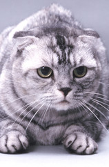 un gros plan de la tete du scottish fold
