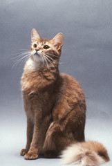 la position fiere du somali en studio