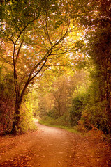 Een pad dat door een prachtig herfsttafereel leidt.