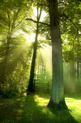 Fototapeta na wymiar Sun Belki poprzez Drzewa.