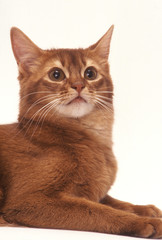 le portrait du somali