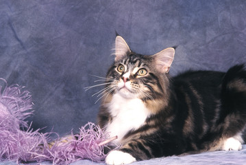 le maine coon immobile