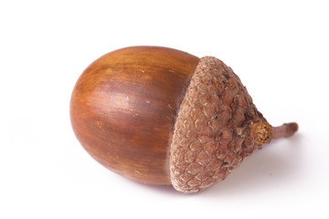 acorn isolated on white background