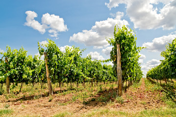 Fototapeta na wymiar rzędy winorośli w Toskanii gruntów, włochy