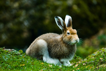 mountain hare (lat. Lepus timidus)
