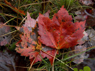 Couleurs d'automne à St élie de Caxton