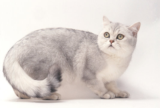 british shorthair gris