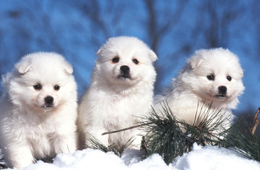 trois chiots american eskimo en studio