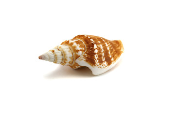 Marine cockleshell on a white background