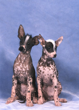 deux chiens nu de perou en studio