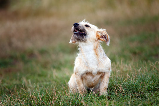 Little Dog Barking In Wild Nature