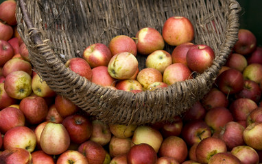 Apples