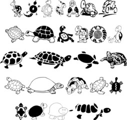 Obraz premium Turtles and Tortoises