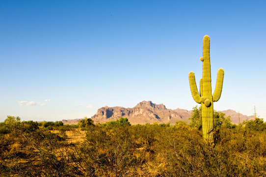 Saguaro with desert mountain background.