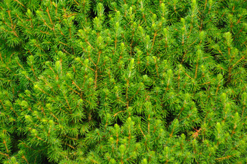 green background from fir branches
