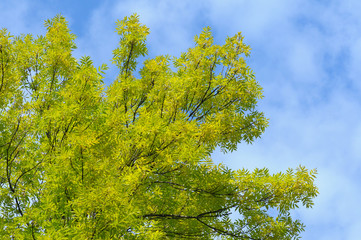 green tree on blue background