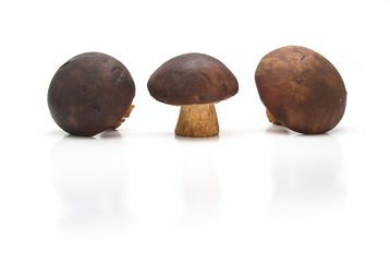 three mushrooms from polish forest