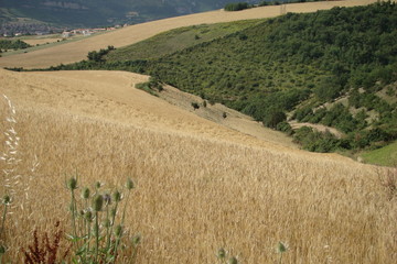 Champ de blé,Aveyron