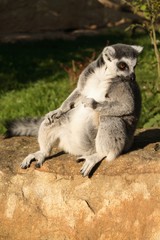 Ring-tailed lemur