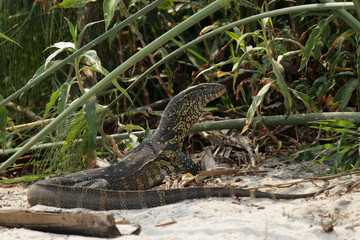 Nilwaran (Varanus niloticus) am Ufer des Okavango, Botswana