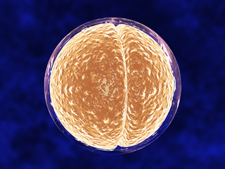Embryo Cell Dividing Inside Membrane