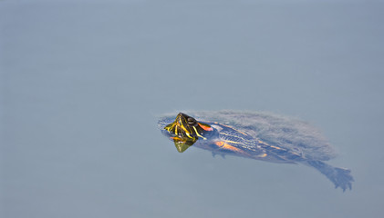 Fototapeta premium A turtle swimming in a pond