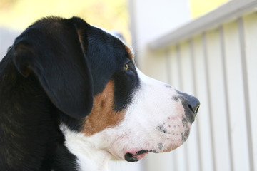 Close up portrait of a Swiss mountain dog