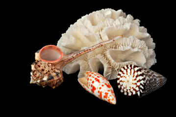 A white coral and three seashells on black background