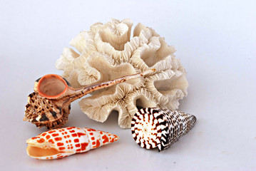 A white coral and three seashells © Dmitry