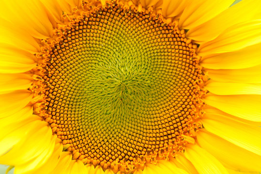 sunflower, summer, close up, day